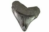 Juvenile Megalodon Tooth - Georgia #111627-1